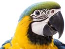 Macaw - Large